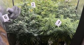 Policjanci z Mokotowa zlikwidowali domową plantację marihuany