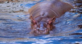 Odeszła Pelagia, najstarszy hipopotam nilowy w Polsce