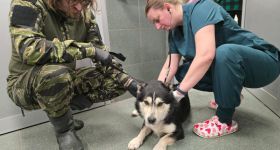 Warszawskie Schronisko na Paluchu przyjmuje psy z likwidowanego schroniska w Mąkosach Nowych