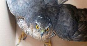 Samica krogulca uratowana po uderzeniu w okno balkonowe