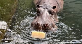 Jak ZOO w stolicy chroni zwierzęta przed upałami?