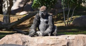 Obrzucił goryla przedmiotami. Poważny incydent w warszawskim ZOO
