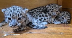 Trzy irbisy śnieżne przyszły na świat w Warszawskim ZOO