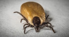 Przed nami sezon kleszczowy