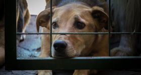 Schronisko w Sobolewie zamknięte. Wojewoda żąda pilnych wyjaśnień