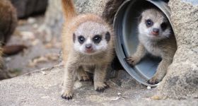Kolejne narodziny w warszawskim ZOO