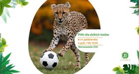 Warszawskie ZOO prosi o wsparcie: piłki dla dzikich kotów