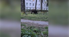 Dziki na kampusie AWF i reakcja uczelni. Jest petycja w sprawie bezpieczeństwa