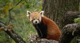 Rok 2025 był pełen sukcesów hodowlanych w Warszawskim ZOO