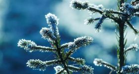 Ekologiczne Święta w stolicy: kup choinkę w donicy i przekaż do Lasów Miejskich