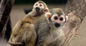 Trzy małe sajmiri przyszły na świat w stołecznym ZOO