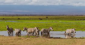 Mokradła Afryki tematem 7. TygoDnia Misji Ogrodów Zoologicznych i Akwariów