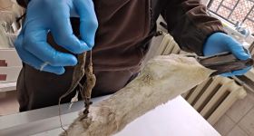 Porzucone żyłki i haczyki – śmiertelne pułapki dla ptaków nad Wisłą