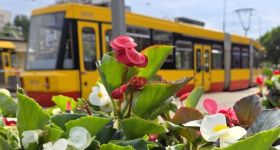 Letnie kwiaty na warszawskich pętlach. ZOM posadził ponad 11 tysięcy roślin