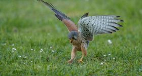 Drapieżny ptak pomoże pozbyć się mew ze Stegien