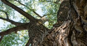 Warszawska Topola Obrońców walczy o tytuł Drzewa Roku 2026