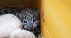 Pamir – młody irbis śnieżny z Warszawskiego Zoo wyrusza w świat