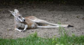 Jutro w warszawskim ZOO Dzień Kangura