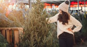 Świąteczny prezent od Bemowa: jodły dla tysiąca mieszkańców