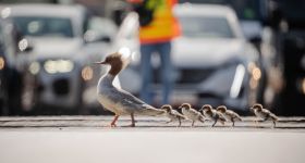 Pierwsza w tym sezonie rodzina nurogęsi bezpiecznie pokonała ulicę Czerniakowską i dotarła do Wisły