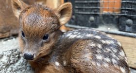 W warszawskim ZOO urodziła się samiczka pudu południowego