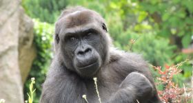 Warszawskie ZOO zaprasza na święto zwierząt. Startuje Tydzień Misji ZOO