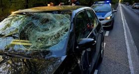 Kolizja z łosiem pod Piasecznem. Policja apeluje o ostrożność na drogach