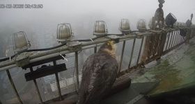 Nowa sokolica w gnieździe na szczycie Pałacu Kultury i Nauki