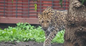Do warszawskiego ZOO przyjechała Auckley - samica lamparta amurskiego