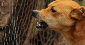 Przyjaciel człowieka czy agresor? Tragiczne ataki psów  w Polsce