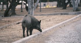 Miejskie sąsiedztwo z dziką naturą: Jak bezpiecznie funkcjonować obok dzików?