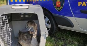Skuteczna akcja Ekopatrolu nad Kanałem Żerańskim: chory łabędź trafił do Ptasiego Azylu