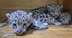 Warszawskie ZOO przywitało na świat trzy irbisy śnieżne