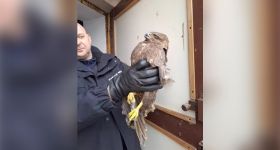 Ranny myszołów na Targówku. Pomógł mu Ekopatrol straży miejskiej