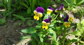 Trwają nasadzenia kwiatów na warszawskich pętlach