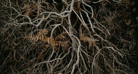 Niewidzialny sojusz korzeni - jak grzyby wspierają rozwój roślin