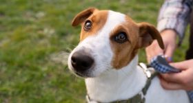 Warszawa startuje z programem bezpłatnej kastracji i czipowania psów i kotów