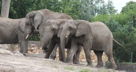 Warszawskie ZOO zaprasza na obchody Światowego Dnia Słonia