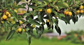 Miedź w ochronie roślin - kiedy profilaktyka działa lepiej niż interwencja