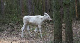 Niezwykły łoś w Kampinosie przyciąga uwagę turystów