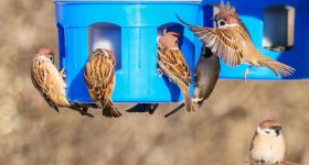 Jak pomagać ptakom podczas mrozów?