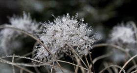 Zimowy tydzień w Warszawie: silny mróz, śnieg i ryzyko gołoledzi