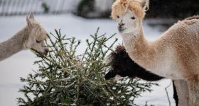 Dzień Babci i Dziadka w Warszawskim ZOO. Idealna okazja na rodzinny spacer