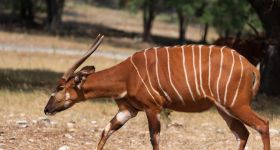 Matayo - nowy samiec bongo wschodniego dołączył do warszawskiego ZOO