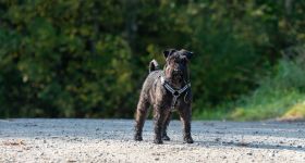 Psy bez smyczy w Warszawie. Swoboda czy ryzyko?