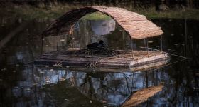 ZZW rozstawił 51 tratw dla ptaków wodnych