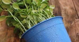 Elektrośmieci za rośliny. Bemowo zaprasza na akcję z okazji Dnia Ziemi