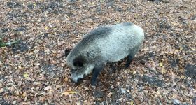 Kontrowersje wokół uśmiercania dzików w Warszawie. Zapowiedziano protest