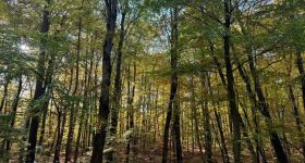 Pierwszy dzień Wielkanocy – po zdrowie… do lasu. Gdzie w Warszawie i okolicach warto się wybrać ?