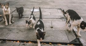 Warszawa zapewni wyżywienie dla kotów wolno żyjących. Podpisano umowę na kolejne lata